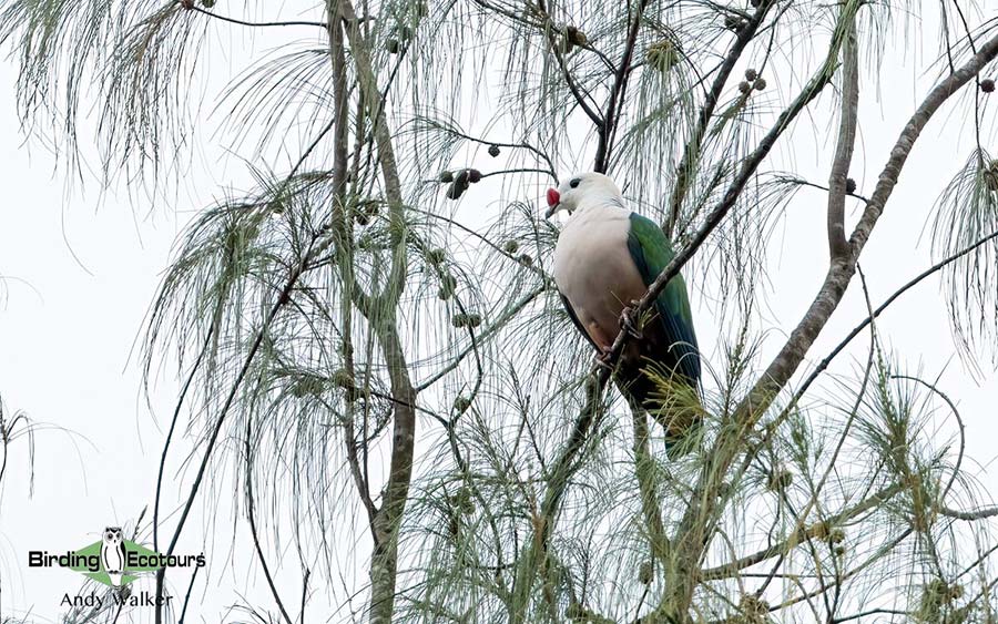 Papua New Guinea Birding Tour