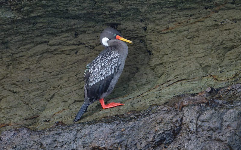Pucusana Birding Lima Wetlands Day Tour