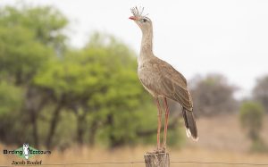 Brazil birding tours