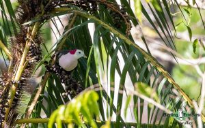 Lesser Sunda Islands birding tour