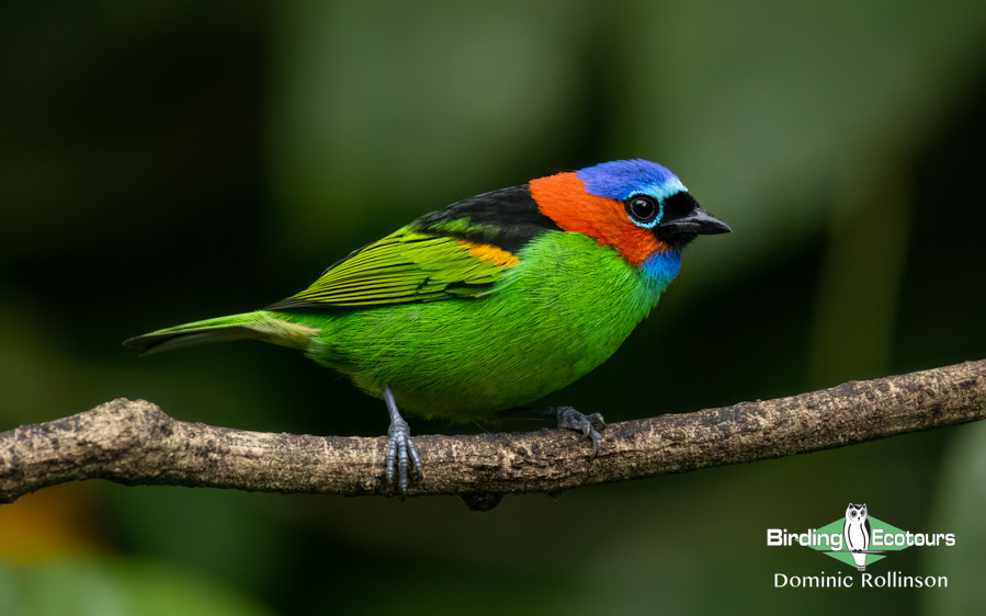 Southeast Brazil bird tour