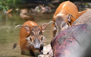 Gabon birding tours