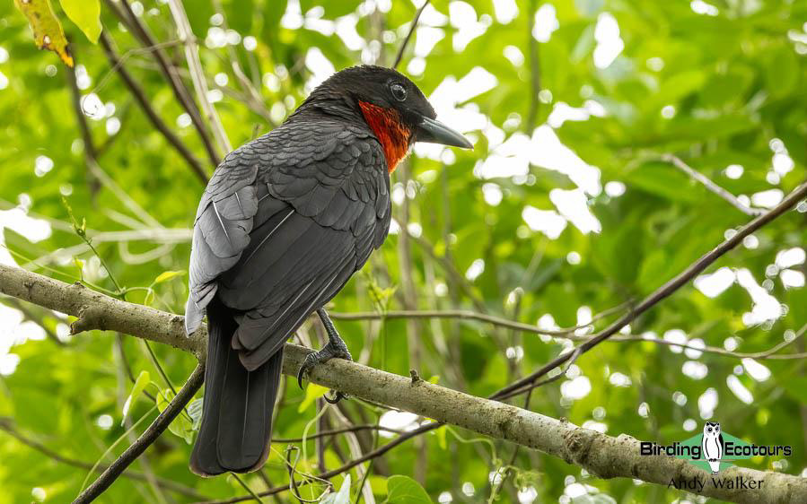 Colombia birding tours