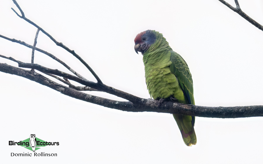 Southeast Brazil bird tour