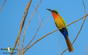 Senegal birding tour