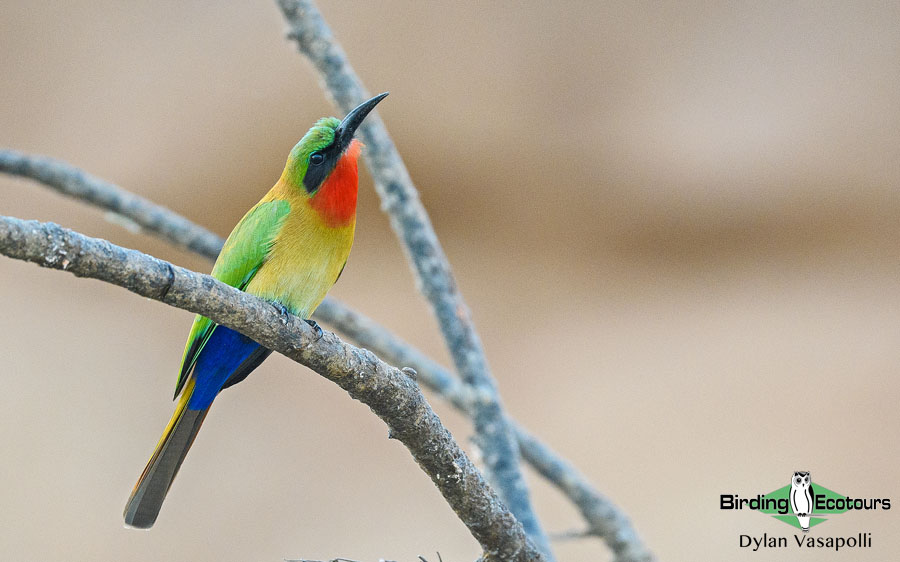 Ghana birding tours