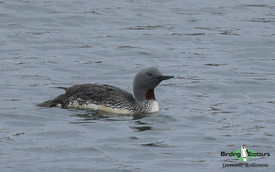 United Kingdom birding tour