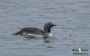 Iceland birding tours