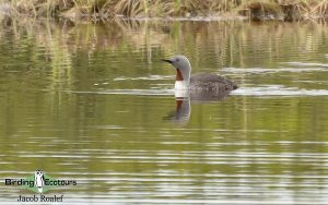 Alaska birding tours