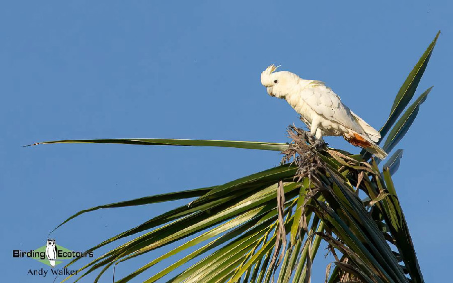 The Philippines Endemic Birding 