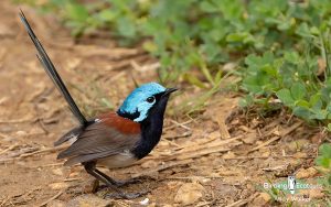 Southwest Australia birding tours