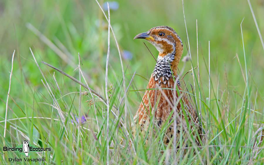 Malawi Birding Tours