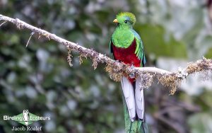 Guatemala birding tours