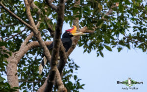 Sarawak birding tours