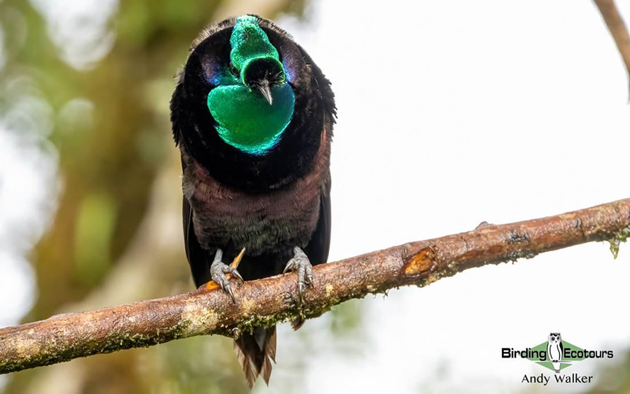 Papua New Guinea birding tours