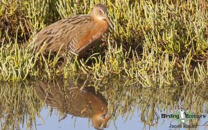 California birding tour