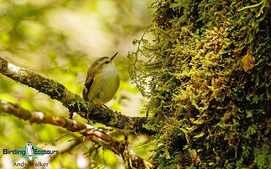 New Zealand Birding Endemic Extravaganza 