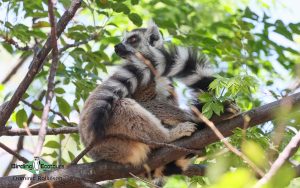 Complete Madagascar birding tour