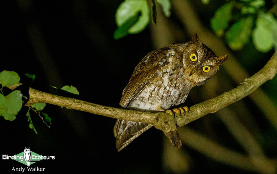 Indonesia Lombok birding tours
