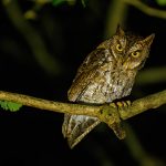 Lombok birding tour