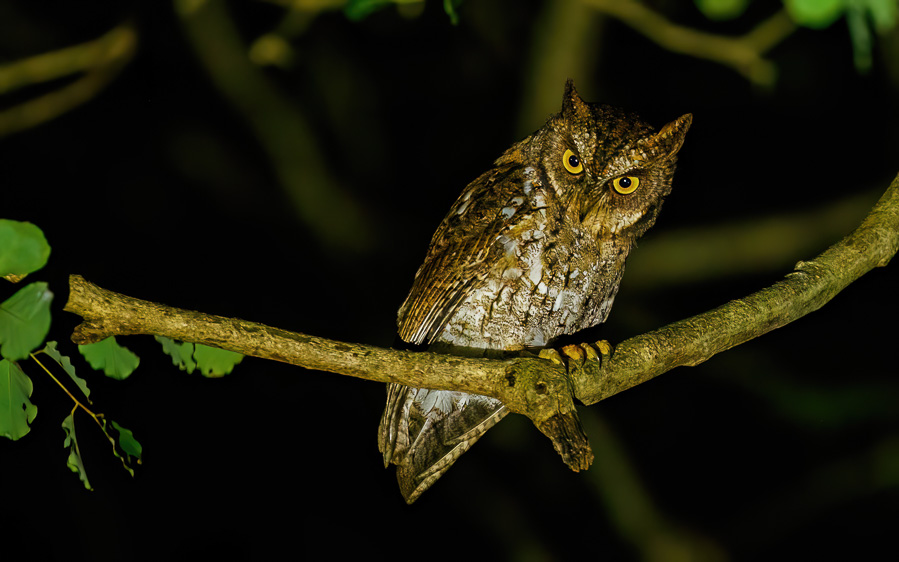 Lombok birding tour