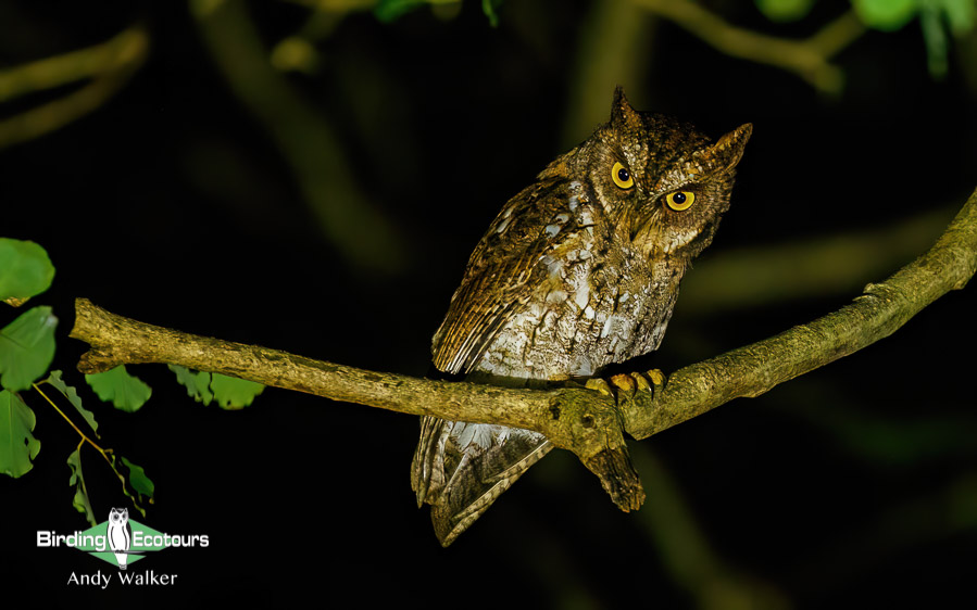 Lombok birding tour