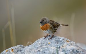 Quinghai birding tours