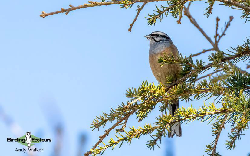 Spain birding tours