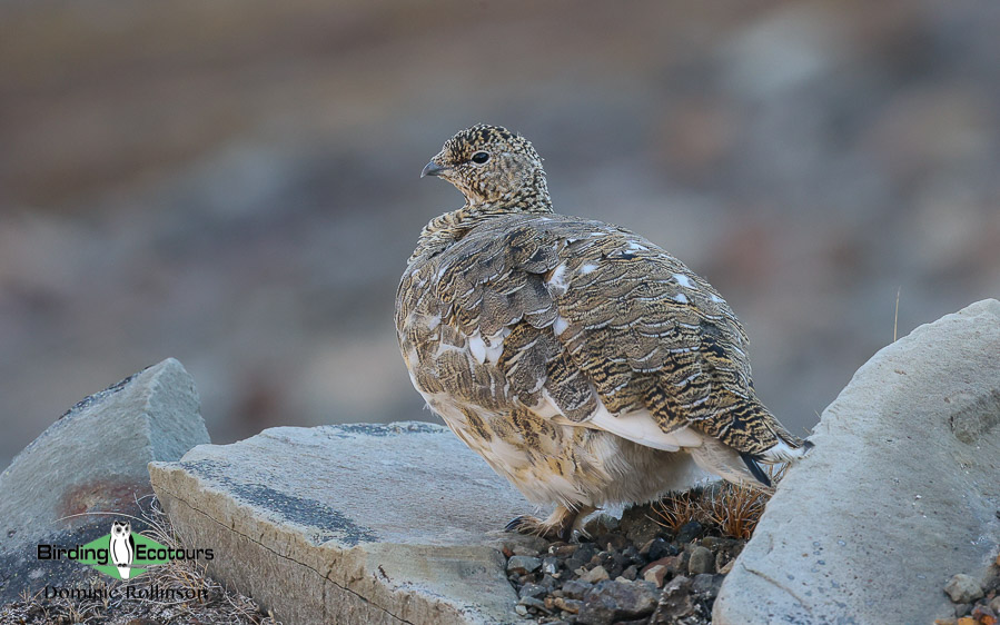 United Kingdom birding tour