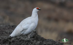 Norway birding tours