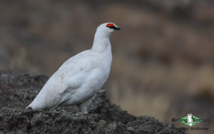 Svalbard birding cruise