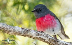 Outback birding tours