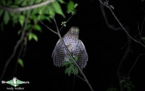 Lesser Sunda Islands birding tour