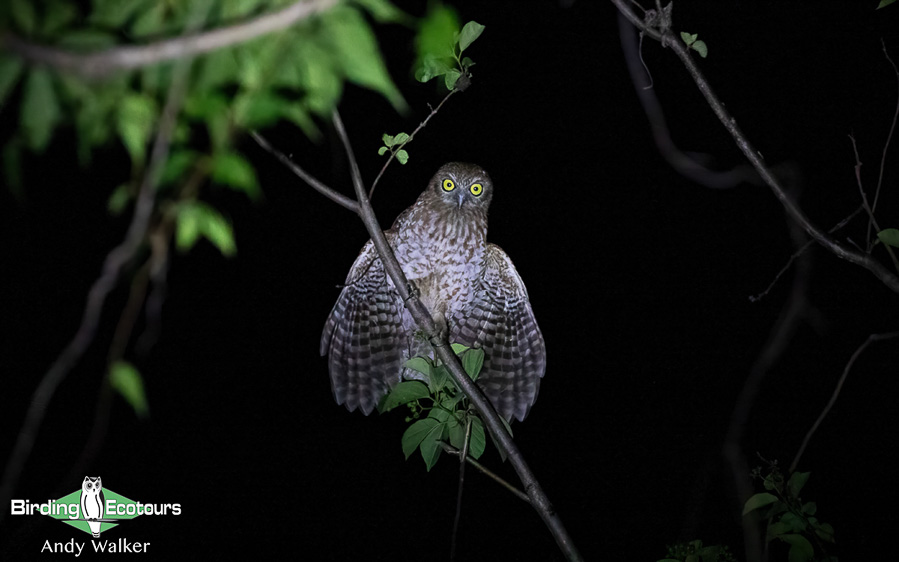 Lesser Sunda Islands birding tour