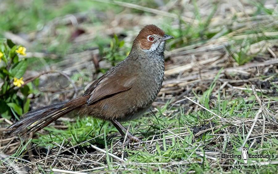 Outback birding tours