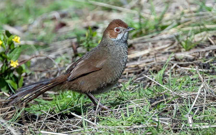 Outback birding tours