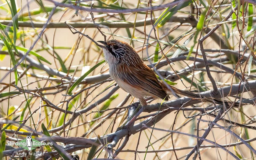 Alice Springs birding tours