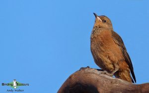 Western Australia birding tour