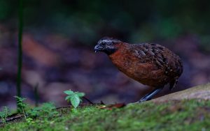 Northern Peru birding tour