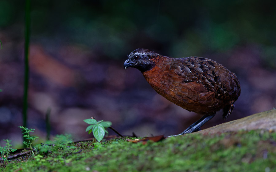Northern Peru birding tour