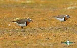 Patagonia birding tours