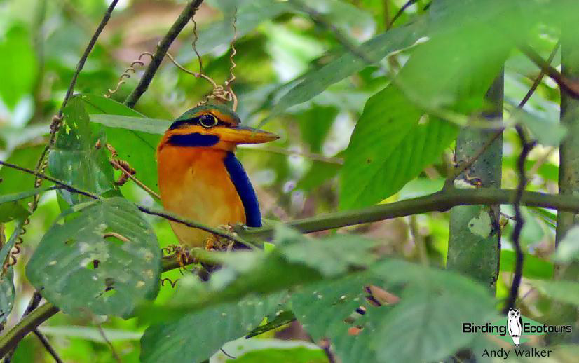 Peninsular Malaysia birding tours