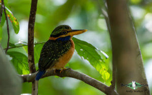 Borneo birding tours