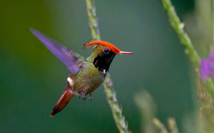 Northern Peru birding tour