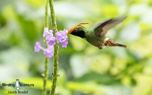 Panama birding tours