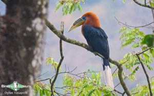 Himalayas birding tours