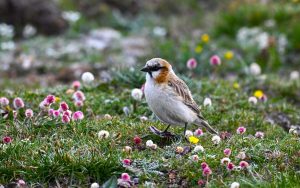 Sichuan birding tours