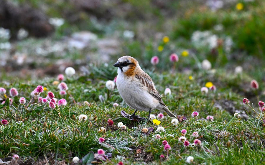 Quinghai birding tours
