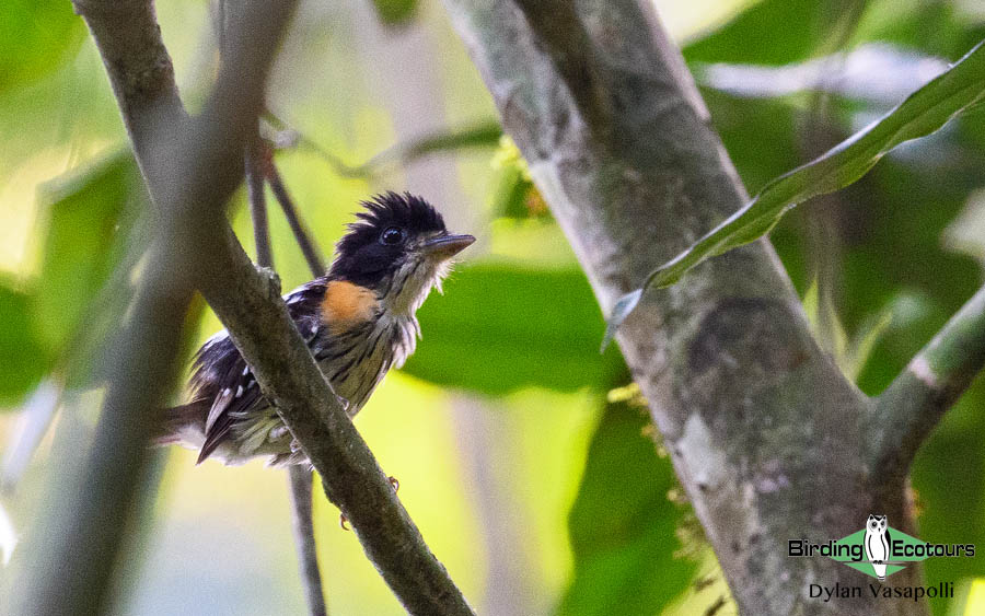 Ghana birding tours