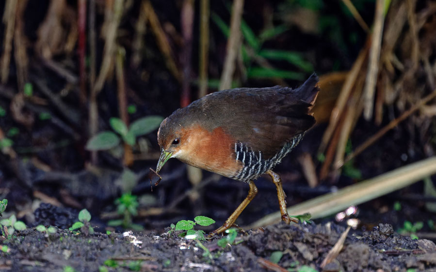 Northern Peru birding tour